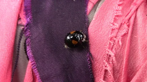 Black and orange lady bug in pink/purple stripes Stock Footage 46092483