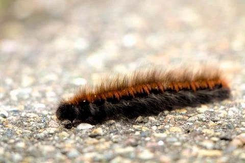 Black and Orange Larvae Stock Photos