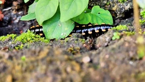 A black and orange millipede is crawling on a leaf Stock Footage 275043589