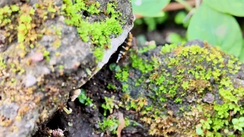 A black and orange millipede is crawling on a leaf Stock Footage 275043592