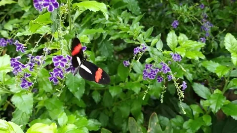 Black and orange pattern wingly of a butterfly Stock Footage 162473667