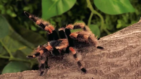Black And Orange Tarantula Walking In Close-Up Stock Footage 336410999