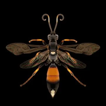 Black and orange wasp specimen isolated on pure black background Stock Photos