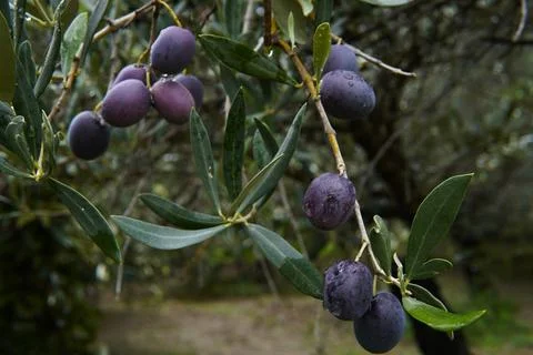Black and purple olives. 스톡 사진