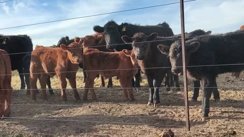Black and red Angus cattle with a calf. 4K 60fp Horizontal Stock Footage 286763022