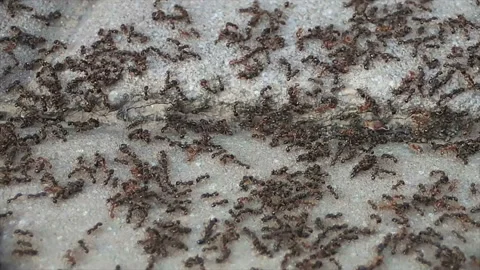 Black and red ants fighting Stock Footage 171370859