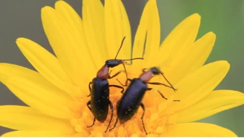 Black and red beetles on yellow flower Stock Footage 8608166