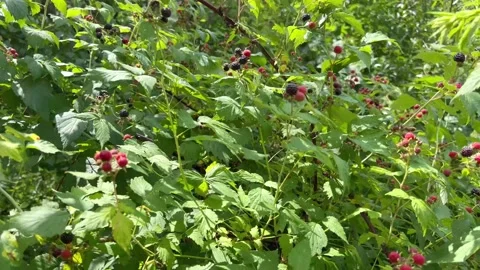 Black and red berries in the forest Stock Footage 202189334