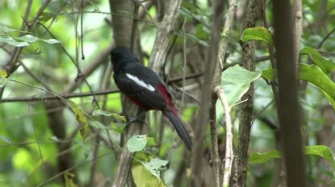Black-and-Red Broadbill sit on branch in rainforest undergrowth and fly away Stock Footage 56557069