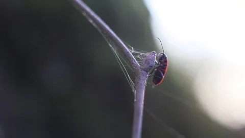 Black and red bug Stock Footage 96676291