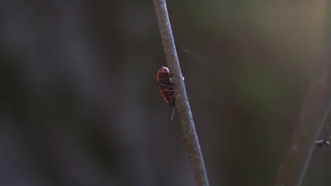 Black and red bug Stock Footage 96676368