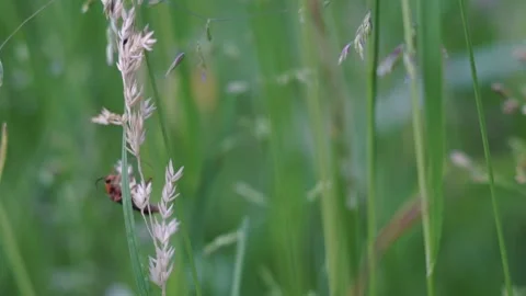 Black-and-Red Bug on the Grass 스톡 동영상 151085144
