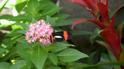 Black and red butterfly drinks necktar Stock Footage 105621137