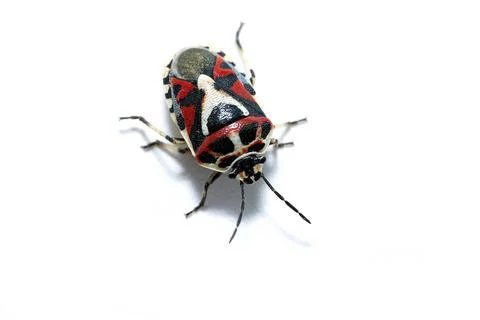 A black and red cabbage bug, Eurydema ornata eurydema ornata, Ornate Shield.. 库存照片