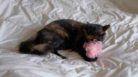 A black and red cat plays on the bed with a pink toy doll. Stock Footage 329688713