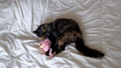 A black and red cat plays on the bed with a pink toy doll. Stock Footage 331254843