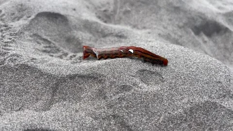 A Black And Red Caterpillar is Rolling On The Beach Sand. Stock Footage 288108610