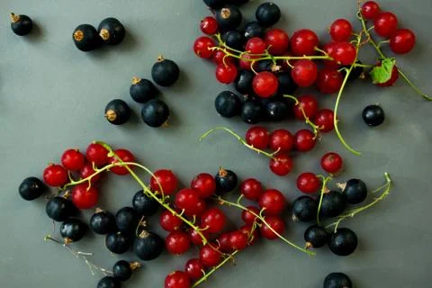 Black and red currant berries Stock Photos