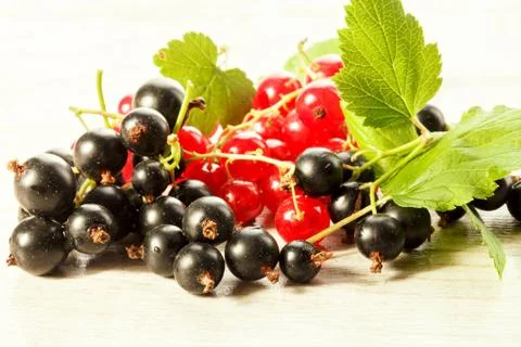 Black and red currant, close up Photos
