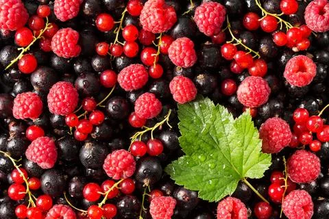 Black and red currant with raspberry, closeup Foto stock