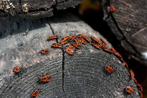 Black and red Firebug or Pyrrhocoris apterus, on a old tree trunk Stock Photos