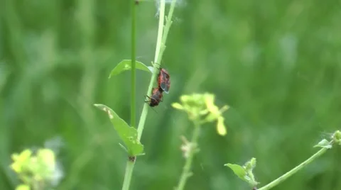 Black and red insects pair mating. Stockbeeldmateriaal 50022785