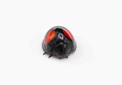 Black and red ladybug or ladybird isolated on white background. Chilocorus .. Stock Photos