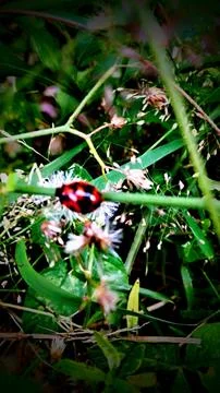 Black and red ladybug Stock Photos