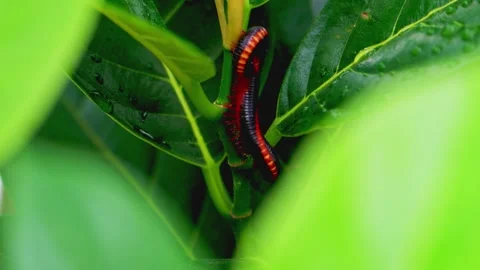 Black and red millipede crawling on leaf Stock Footage 322725605