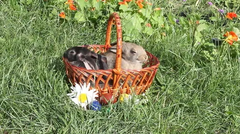 Black and red rabbit sitting in Easter basket Видео 68374452
