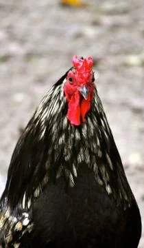 Black and red rooster 写真素材