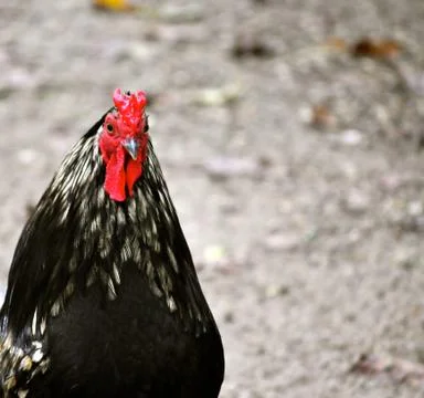 Black and red rooster 写真素材