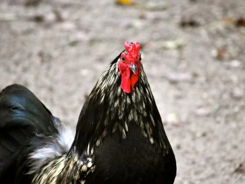 Black and red rooster 写真素材