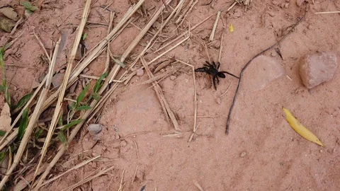 Black and Red Tarantula moving through the woods. Spider in the jungle Stock Footage 116813659