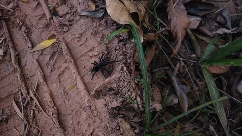 Black and Red Tarantula moving through the woods. Spider in the jungle Stock Footage 116814931