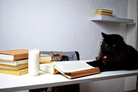 Black and tabby cat on a white table next to a stack of books and a candle. Stock Photos