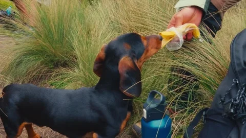 A black and tan dachshund eats a banana offered by a person in tall grass near Stock Footage 345156372