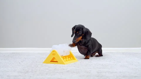 Black and tan dachshund solving a treat dispensing brain toy at home Видео 341107595