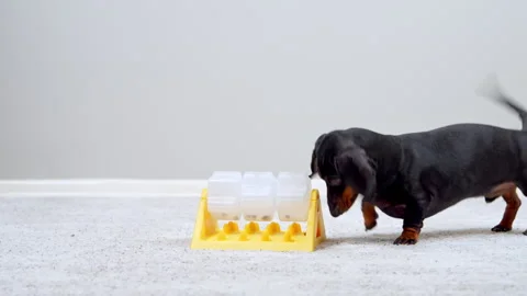 Black and tan dachshund solving a treat dispensing puzzle feeder on a carpet Vidéo 341918511