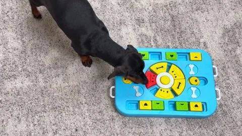 Black and tan dachshund working a colorful puzzle feeder toy at home Stock-Footage 341289107