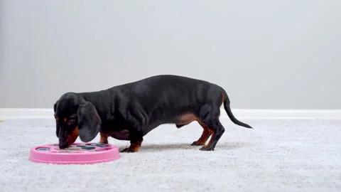 Black and tan dachshund working out a pink puzzle feeder with its nose Stock Footage 343900741