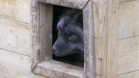 Black-and-tan fox. Vidéo 335241112