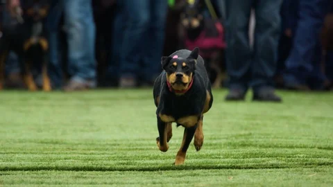 Black and tan kelpie racing at Casterton Kelpie Show. Stock Footage 87843604