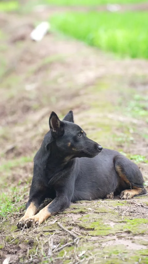 A black and tan mixed-breed dog lying down peacefully Stock Footage 344705771