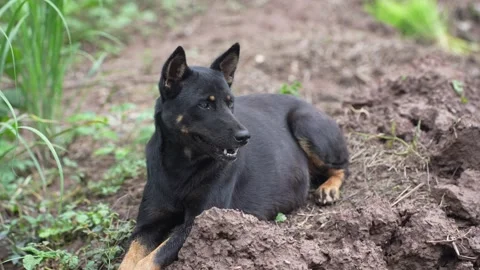 A black and tan mixed-breed dog lying down peacefully Stock Footage 344705843