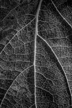 Black and texture Stock Photos
