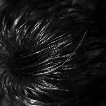 Black and white abstract macro texture of Pulsatilla seed head Foto stock