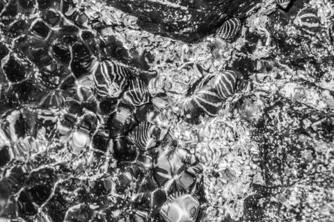 Black and white abstract pattern, ocean theme Stock Photos