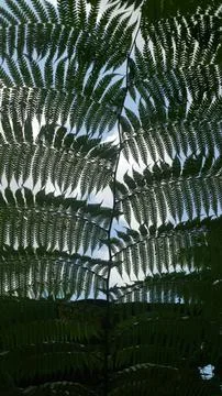 Black and white abstract pattern of leaves and lines Stock Photos