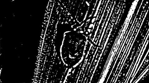 Black and White Abstract Texture Line Art Design Stock Illustration